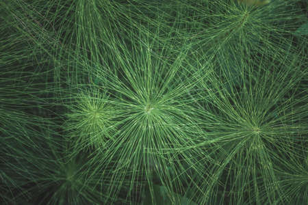 Horsetail, Snake Grass, Puzzle grass Leaf in the forest, green natural backgroundの写真素材