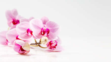 Purple phalaenopsis orchid flower over light background with space for text