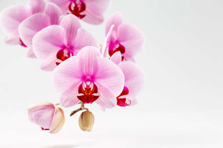Pink phalaenopsis orchid flower over light grey background with space for textの写真素材