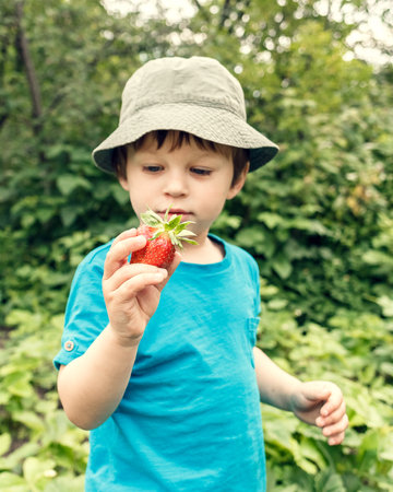 Litlle boy picking locavore strawberries in the farm. Outdoor activities for kidsの写真素材