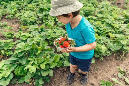 Litlle boy gathering ripe organic strawberries into a plate. Harvesting organic foodの写真素材