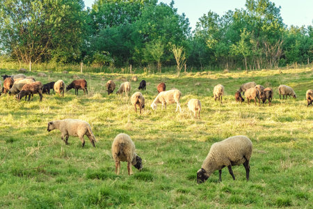 Flock of sheep on pasture. Livestock concept. Cattle farm in Ukraineの写真素材