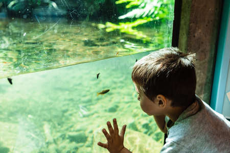 Little boy at Underground stream viewing station at Wildwood Recreation site near Portland, Oregonの写真素材
