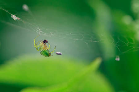 European garden cucumber green spider hanging in a spiderweb on a green background. Insect in the...