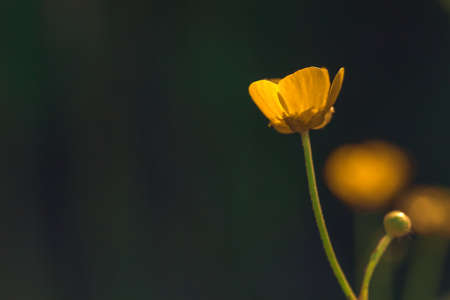 Yellow buttercup flower in spring against a dark green background with copy spaceの写真素材