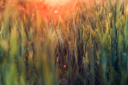 Green grass background with orange sun beam. Selective soft focus. Bright natural bokeh. Abstract...
