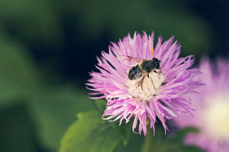 Bee gathering nectar from a purple flower in the gardenの写真素材