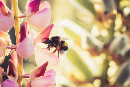 Bumble Bee pollinating and collecting nectar from a Lupin flower in the garden at the Sunset....