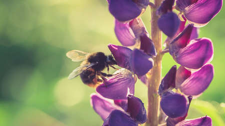 Bumble Bee pollinating and collecting nectar from a Lupin flower in the garden at the Sunset. Shallow debth of fieldの写真素材