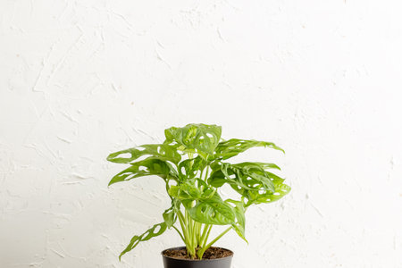 Monstera adonsonii Monkey Mask plant in the nursery pot over white wall, Concept of urban jungle, growing plants at home, copy space for textの写真素材