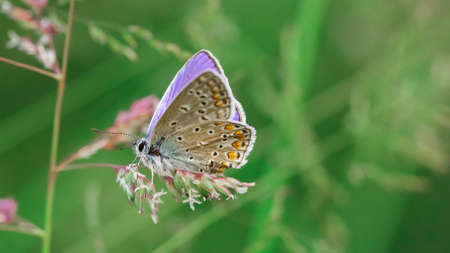 Butterfly in a meadow in summer, close-up of a macro, shallow debth of fieldの写真素材