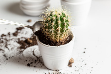 Process of replanting a cactus at home. Stay at home hoseplant care hobbyの写真素材
