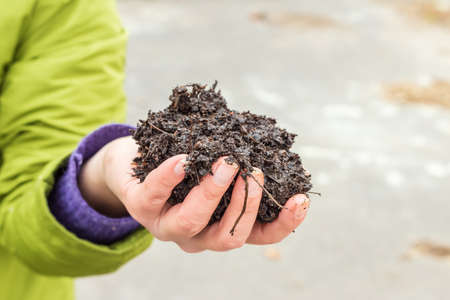 Woman holding a pile of arable soil in her hand. Hands holding soil in farm