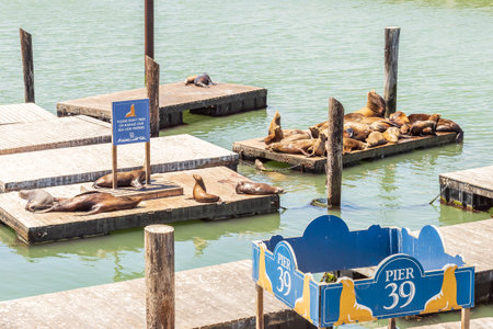 SAN FRANCISCO, CALIFORNIA, USA - July 24, 2018: The well-known Pier 39 in San Francisco with sea lions animals heated on wooden platformsのeditorial素材