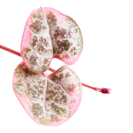 Close up of Ceropegia woodii pink variegata leaves. String of hearts or Rosary vine or Hearts-on-a-string or sweetheart vine plant, isolated on whiteの写真素材