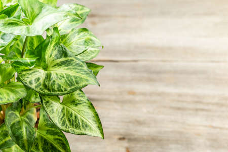 Green leaves Syngonium podophyllum close-up. Arrow head potted plant. Indoor urban jungle garden house.の写真素材
