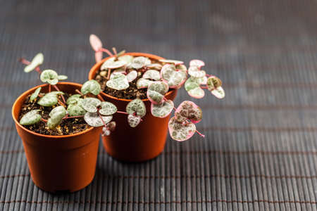 Ceropegia woodii silver and variegated macro close up. Young String of hearts plant in small pot over black background. Rosary vine or hearts-on-a-string or sweetheart vine plant, soft focusの写真素材
