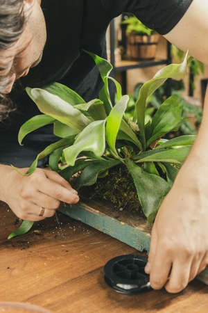 Male hands binding a Staghorn Fern to the wooden board with the fishing line. Mounting Platycerium on the wooden board DIY projectの写真素材