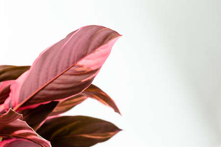 Calathea Stromanthe Sanguinea Triostar or Tricolor plant. Close up of the bottom side of the leavesの写真素材