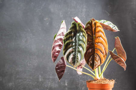 Amazing leaves of Alocasia Cuprea Red Secret, exotic houseplant on a dark background in plastic plant pot.の写真素材