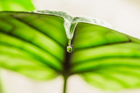 Water droplet on the tip of Alocasia leaf. Guttation is the process of removing water from the pores of plants caused by overwateringの写真素材