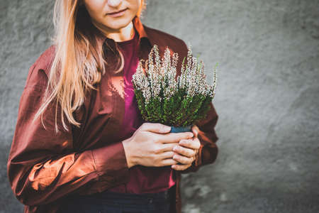 White woman holding a pot with white heather in her hands. Home gardening, house decoration with seasonal fall plants.の写真素材