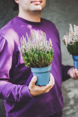 White male gardener holding a pot with white heather in his hands. Home gardening, house decoration with seasonal fall plants.の写真素材