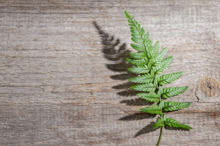 Fern leaf with hursh shadow on wooden background. Top view, space for textの写真素材
