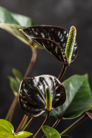 Black Queen Anthurium Andreanum over dark background. Flamingo Flower popular house plant of rare color. Shallow depth of fieldの写真素材