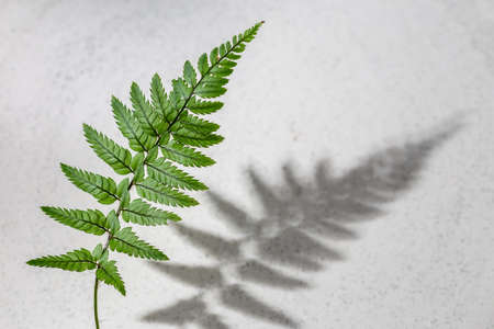 Fern leaf with hursh shadow on grey background. Top view, space for textの写真素材