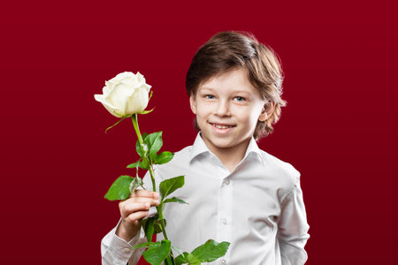 Portrait of a boy wearing white shirt holding a white rose celebrating St. Valentineâs Day over red backgroundの写真素材