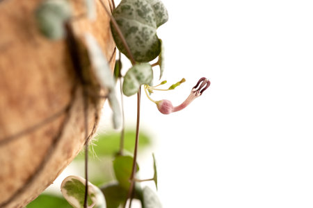 Ceropegia woodii plant flowering. String of Hearts houseplant bloom on white isolated backgroundの写真素材