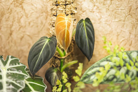 New leaf of young Philodendron Melanochrysum plant growing on a moss poleの写真素材
