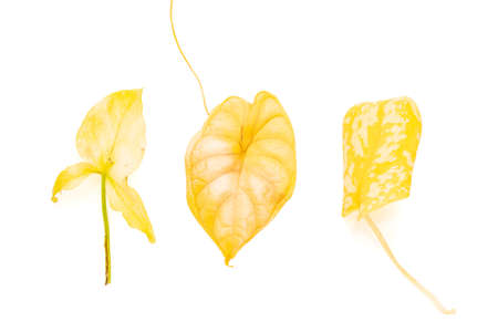 Bunch of yellowed leaves of different house plants over white isolated background. Syngonium, alocasia and scindapsus yellow leafの写真素材