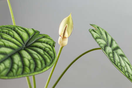 Alocasia Baginda Dragon Scale has bloomed with a tiny white flower. Aroids flowering with spathe and spadix inflorescenceの写真素材