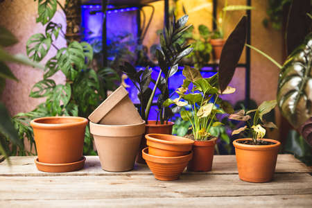 Ceramic terra cotta flower pots on the wooden table with lots of plants on the shelf behind. Plant replanting in the greenhouseの写真素材