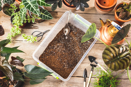 Plant soil mix with peet moss and perlite for good aeration and root growing. Top viewの写真素材