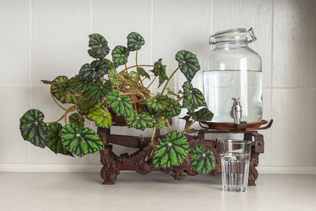 Glass Water Dispenser Jar with Faucet Established on Vintage Scales in the Kitchen Drink Zone with House Plant Decoration. Stay Hydrated Concept. Combining Modern and Vintage in Home Decorの写真素材