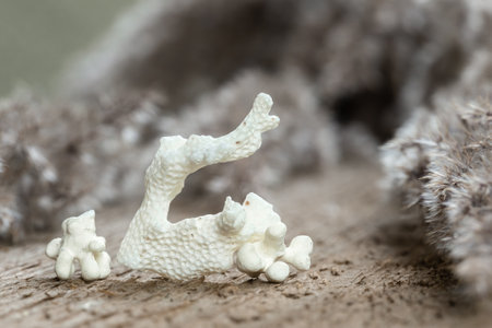 Dead Coral Skeleton Stone. White Natural Sea Coral Fossil over Wooden Backgroundの写真素材