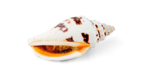 White with Brown Spots Volute Seashell Isolated on White Background with Shadow. Macro Photoの写真素材