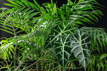 Tropical Plants Background with Philodendron Tortum, Alocasia Polly and Chamaedorea Elegans over Black Backgroundの写真素材