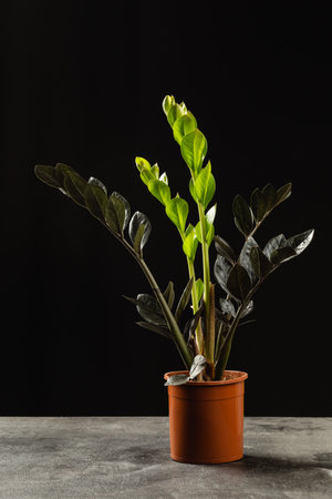 The New Light Green Leaves of Black Zamioculcas Zamiifolia Raven Houseplant over Black Background. ZZ Plant Growthの写真素材