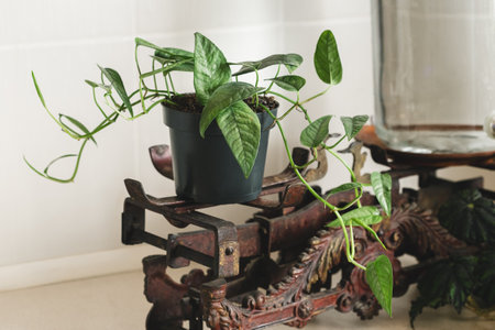Epipremnum Pinnatum Cebu Blue, Tropical Houseplant with Silver Blue Leaves Colors on Vintage Scales in the Kitchen Interiorの写真素材