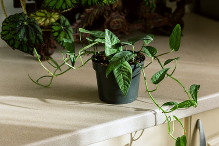 Epipremnum Pinnatum Cebu Blue, Tropical Houseplant with Silver Blue Leaves Colors in the Kitchen Interiorの写真素材