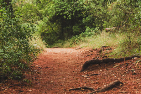 Red Dirt Path in the Pine Woods. Forest in Dalmatia Region in Croatia. Selective Focusの写真素材