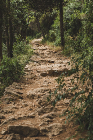 Stone Paved Path in the Pine Woods. Forest in Dalmatia Region in Croatia. Selective Focusの写真素材