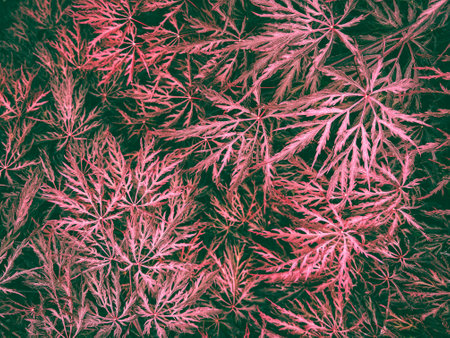 Green Japanese Maple Textured Background. Acer Palmatum or Palmate Mapple Garden Plantの写真素材