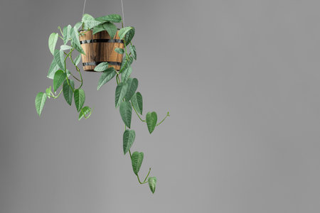 Epipremnum Pinnatum Cebu Blue, Tropical Hanging Houseplant with Silver Blue Leaves Colorsの写真素材