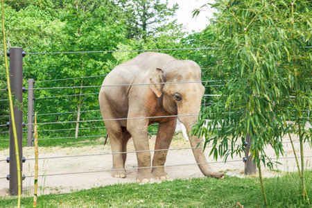 Majestic Asian Elephant, a Magnificent and Iconic Species, Residing in a Zoo. Elephants Walking in their Area in the Portland Zooの写真素材