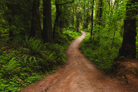 Curvy Trail Shaded by Majestic Trees in Lacamas Park, Washington State. Meandering Path Winds...